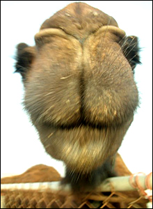 The Camel's Nose Under the Tent Flap